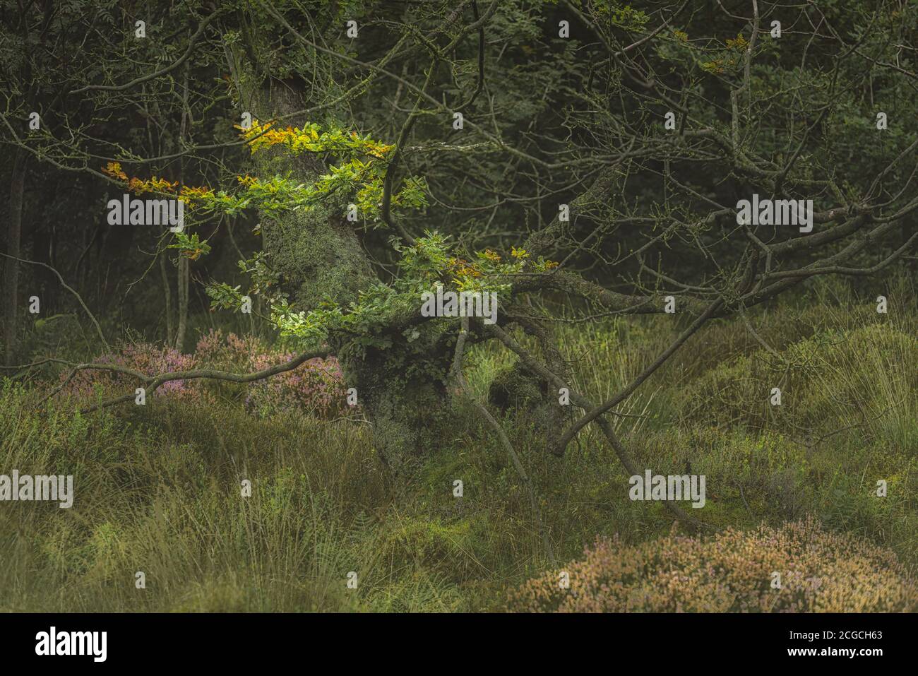 Bois de Swineholes. Vert vif moody, arbres de forêt éthérale du Royaume-Uni, et feuillage avec une faible profondeur de champ. Banque D'Images