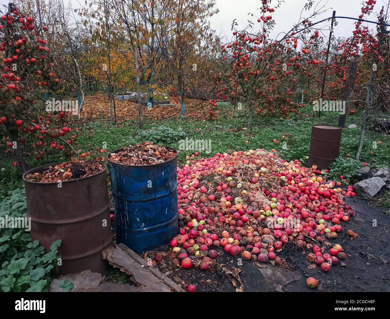 Une grande pile de pommes rouges pourries se trouve dans le jardin à proximité de barils de métal, d'humus, d'engrais naturel Banque D'Images