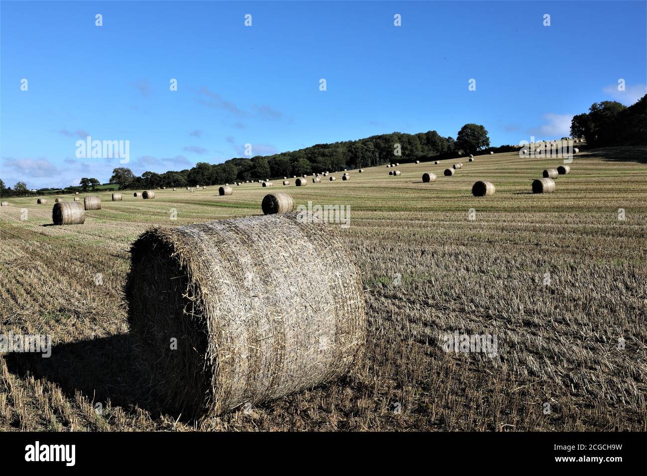 Mise en balles de foin Banque D'Images
