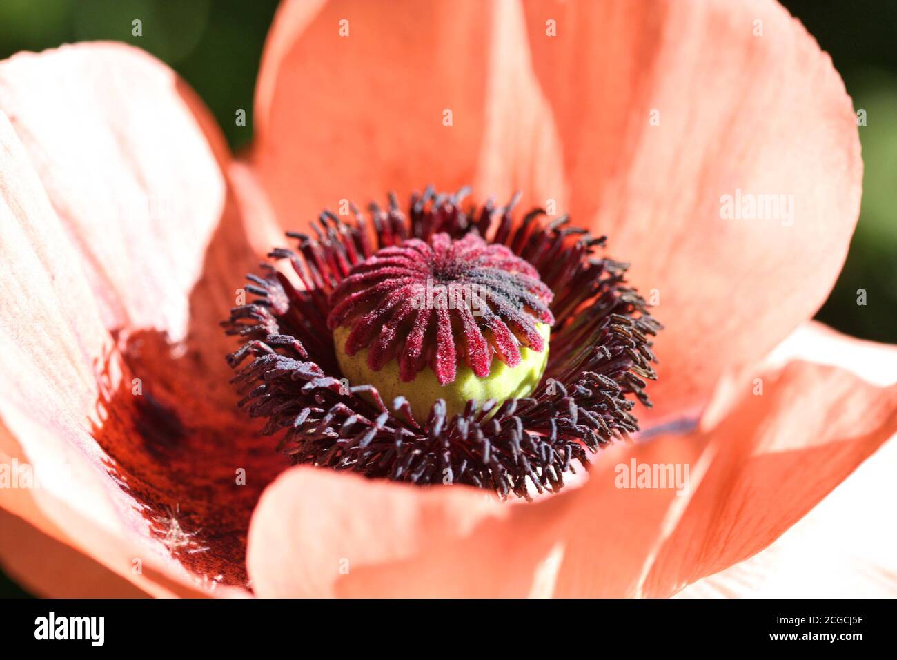 Gros plan sur une fleur de pavot rouge oriental. Banque D'Images