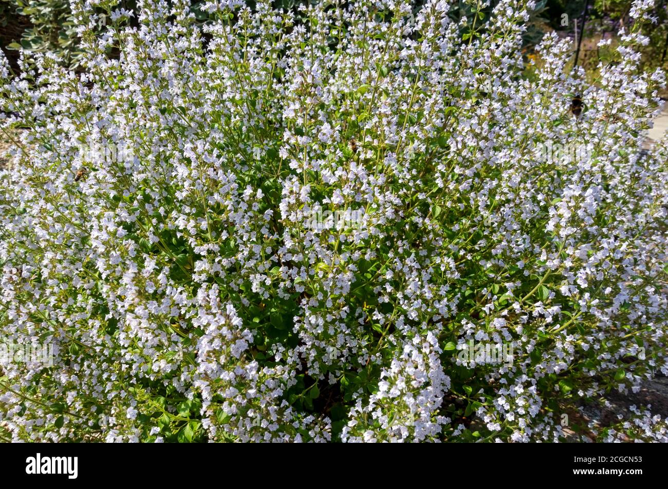 Gros plan sur les produits salés d'hiver (Satureja montana) plantes herbacées fleurs croissant dans une frontière dans le jardin d'été Angleterre Royaume-Uni Grande-Bretagne Banque D'Images