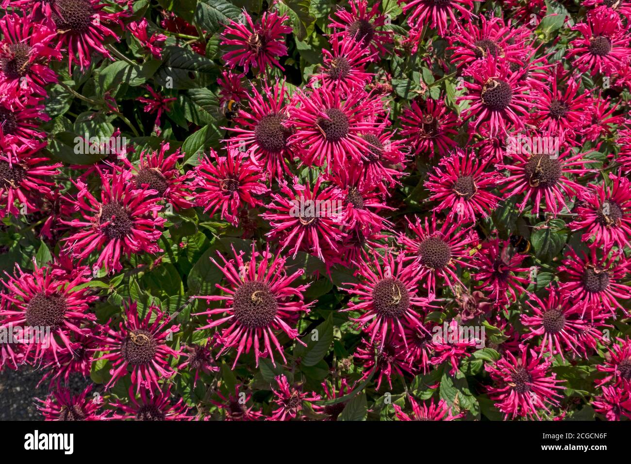 Gros plan du baume d'abeilles roses monarda bergamote fleurs de Ci-dessus dans le jardin d'été Angleterre Royaume-Uni Royaume-Uni Grande Grande-Bretagne Banque D'Images