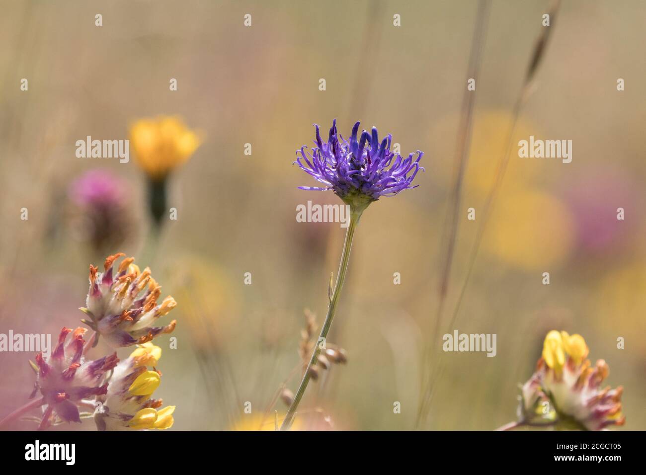 Rampion à tête ronde (Phyteuma orbiculare) et autre flore sur les South Downs. East Sussex, Royaume-Uni. Banque D'Images