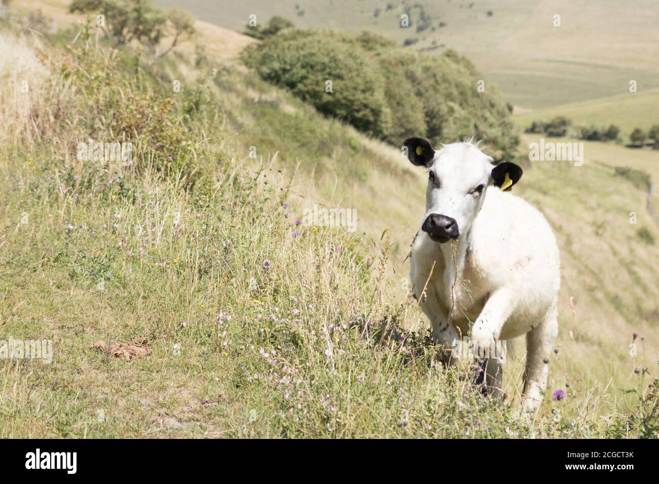 Terre de pâturage des vaches près de Lewes. East Sussex, Royaume-Uni. Banque D'Images