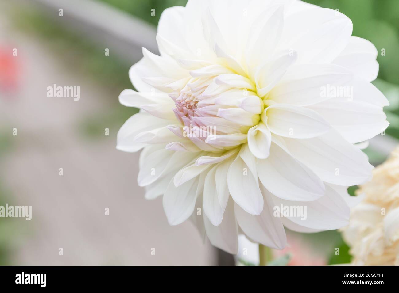 White dahlia plant leaves Banque de photographies et d'images à haute  résolution - Alamy