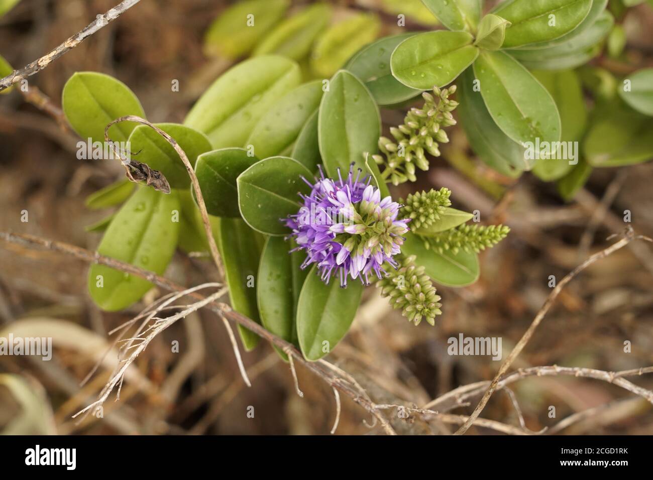 Mauve/pinkflowers pompon comme des fleurs du Western Tea Myrtle Banque D'Images