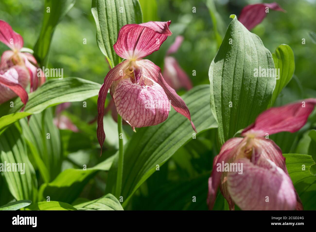 Les têtes de fleurs d'espèces rares d'orchidée sauvage à grandes fleurs 'Vénus Shoe' (Cypripedium matranthos) en gros plan dans la forêt, le temps d'un soleil. Banque D'Images