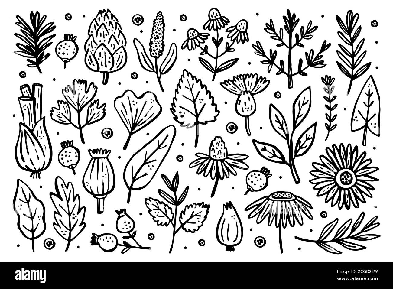 Grand ensemble d'herbes. Plantes forestières. Fleur, branche, feuille, houblon, cône. Éléments naturels. Illustration vectorielle isolée sur fond blanc. Illustration de Vecteur