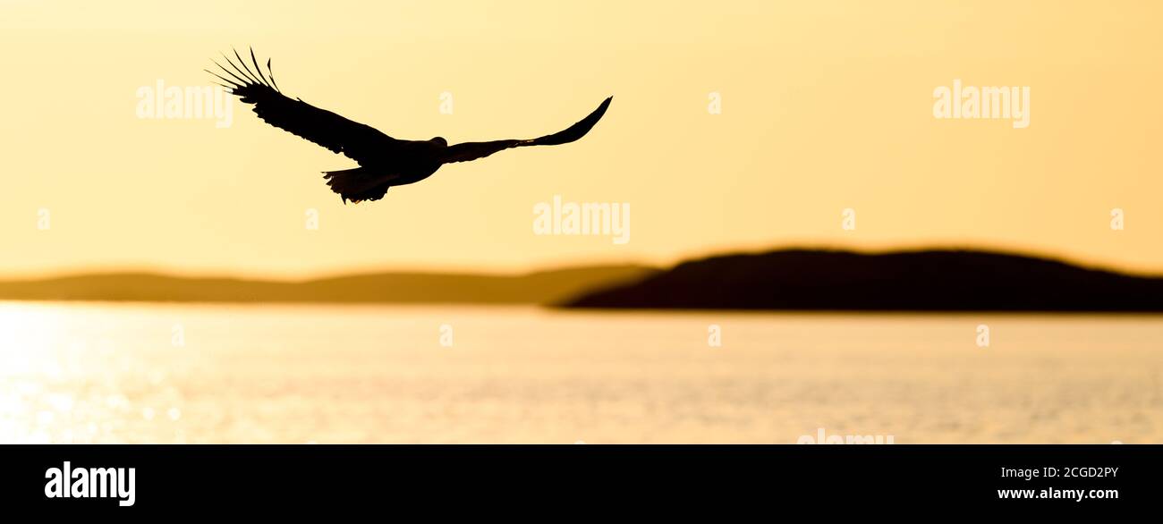 Aigle à queue blanche au coucher du soleil à FlaTanger, Norvège Banque D'Images