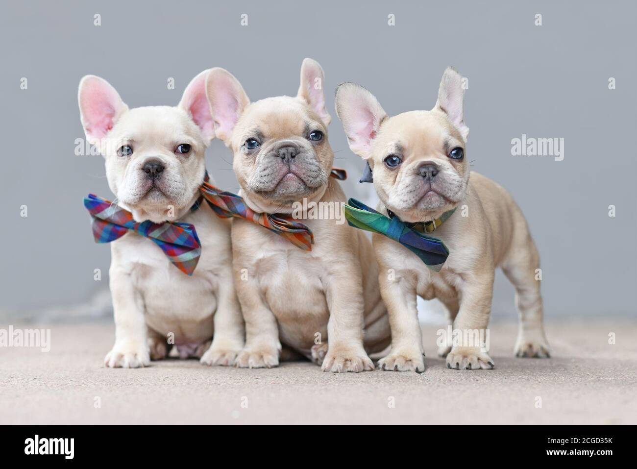 Trois adorables lilas fauve couleur chien Bulldog français chiots port les cravates assorties se trouvent ensemble devant le mur gris Banque D'Images