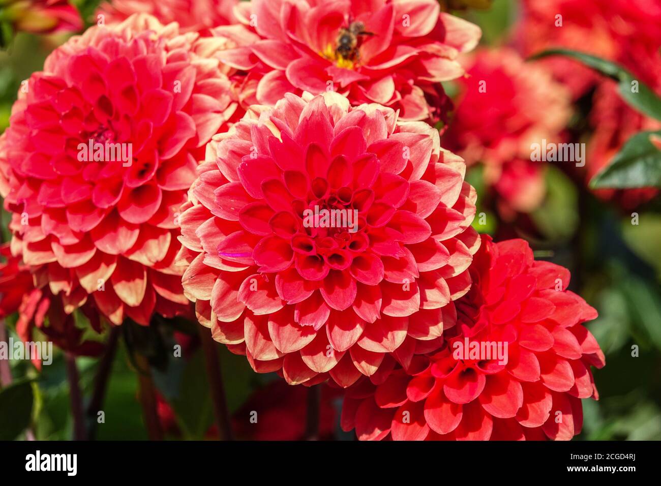 Septembre fleurs Dahlia 'coupe Rouge' Dahlias Pompon Dahlia Banque D'Images