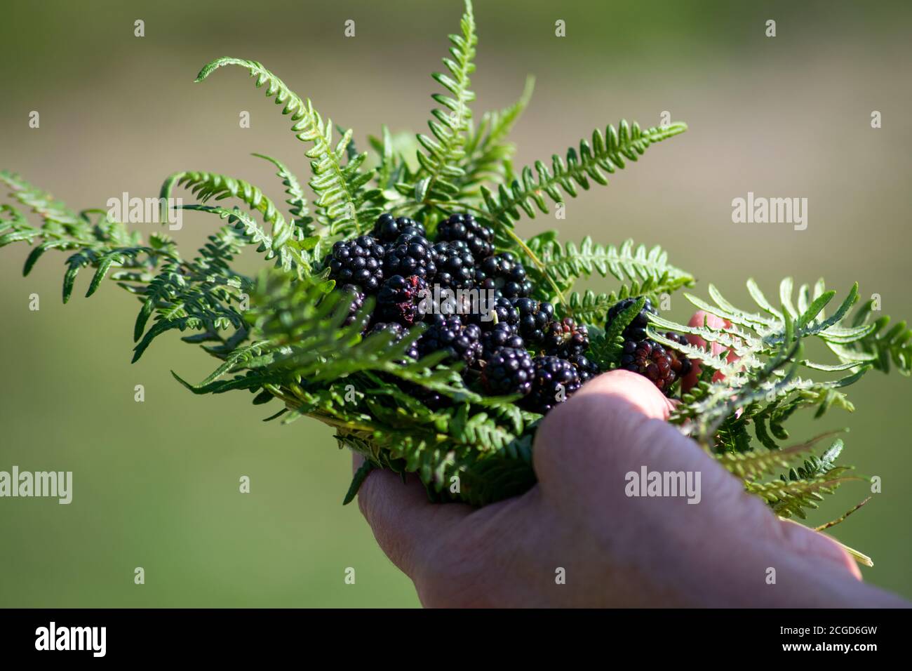 Main tenant des mûres sauvages dans des fougères végétales, des Rosaceae, des fruits comestibles Rubus Banque D'Images