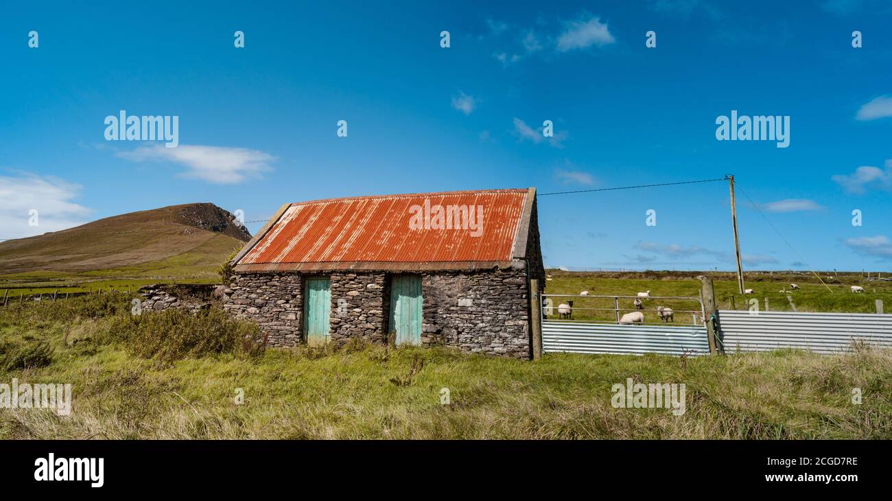 Ancienne ferme avec des moutons dans les fiels de la péninsule de Dingle. Banque D'Images