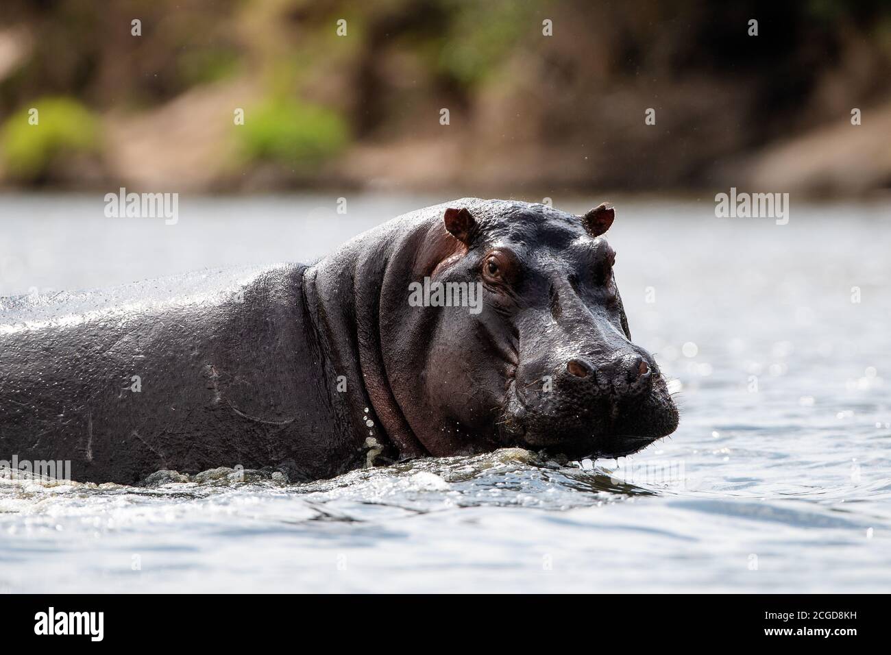 Hippopotamus commun africain (Hippopotamus amphibius) dans la rivière Talek, réserve de Masai Mara, Kenya, afrique de l'est Banque D'Images