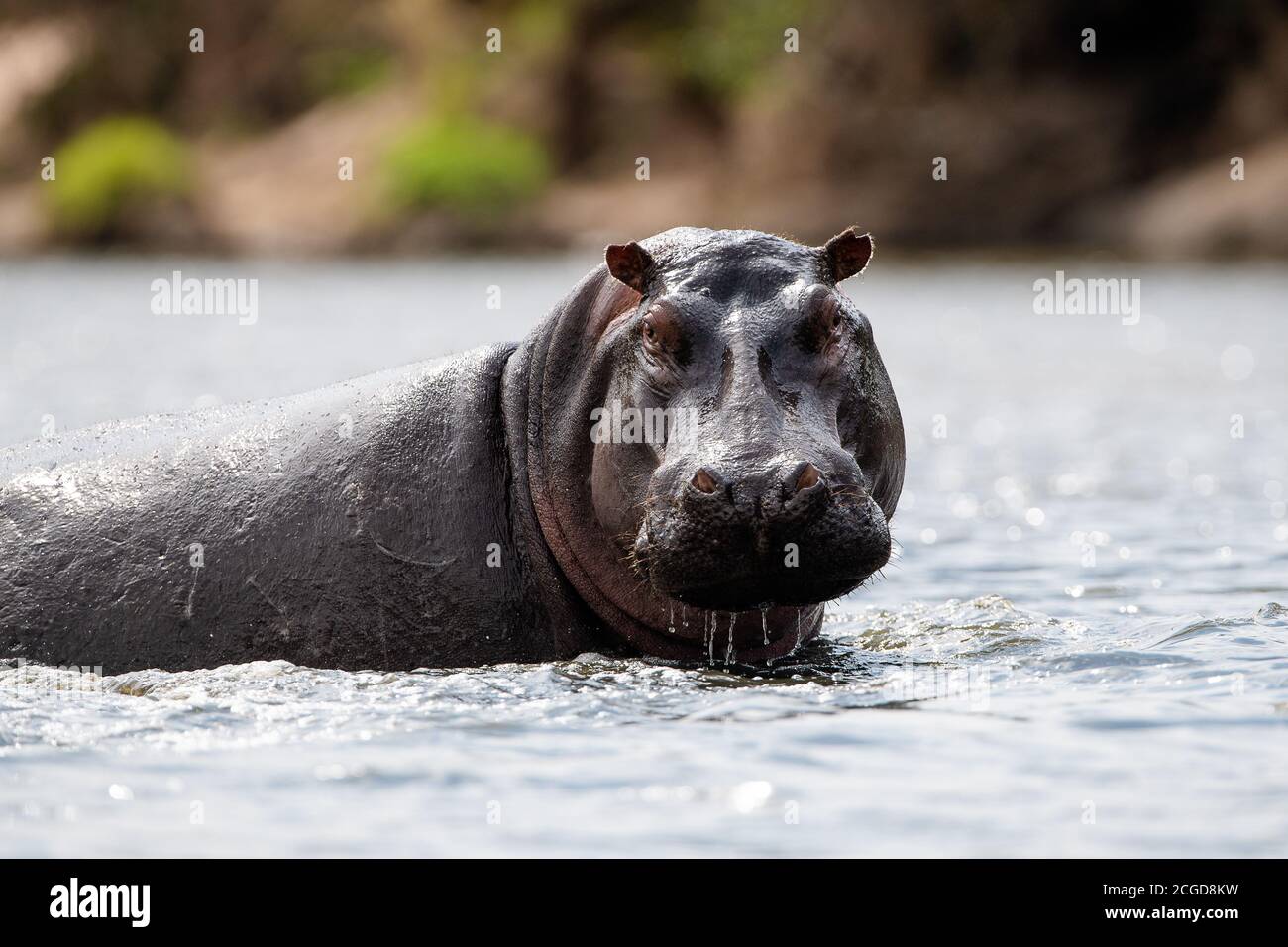 Hippopotamus commun africain (Hippopotamus amphibius) dans la rivière Talek, réserve de Masai Mara, Kenya, afrique de l'est Banque D'Images