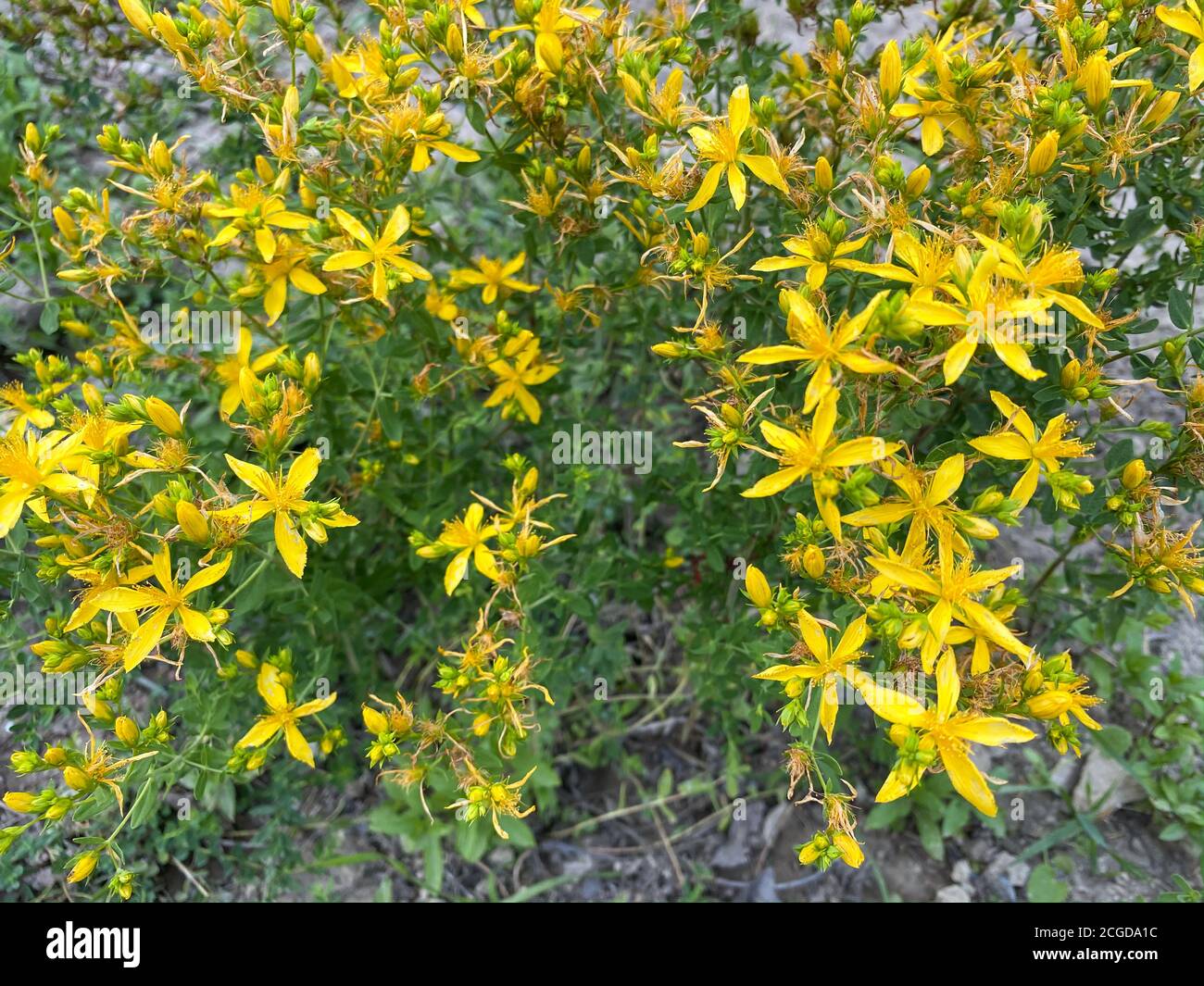 Hypericum perforatum, connu sous le nom de millepertuis, millepertuis commun ou perforé. Turc connu sous le nom de « kantaron ». Banque D'Images