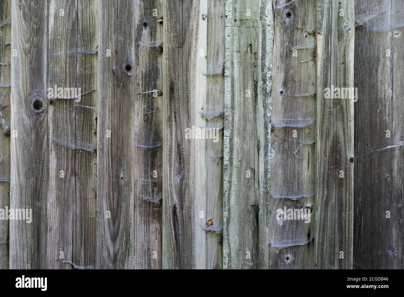 Toile d'araignée sur la façade extérieure en bois d'épicéa, texture brute en bois, placage en bois, vieux motif en bois Banque D'Images