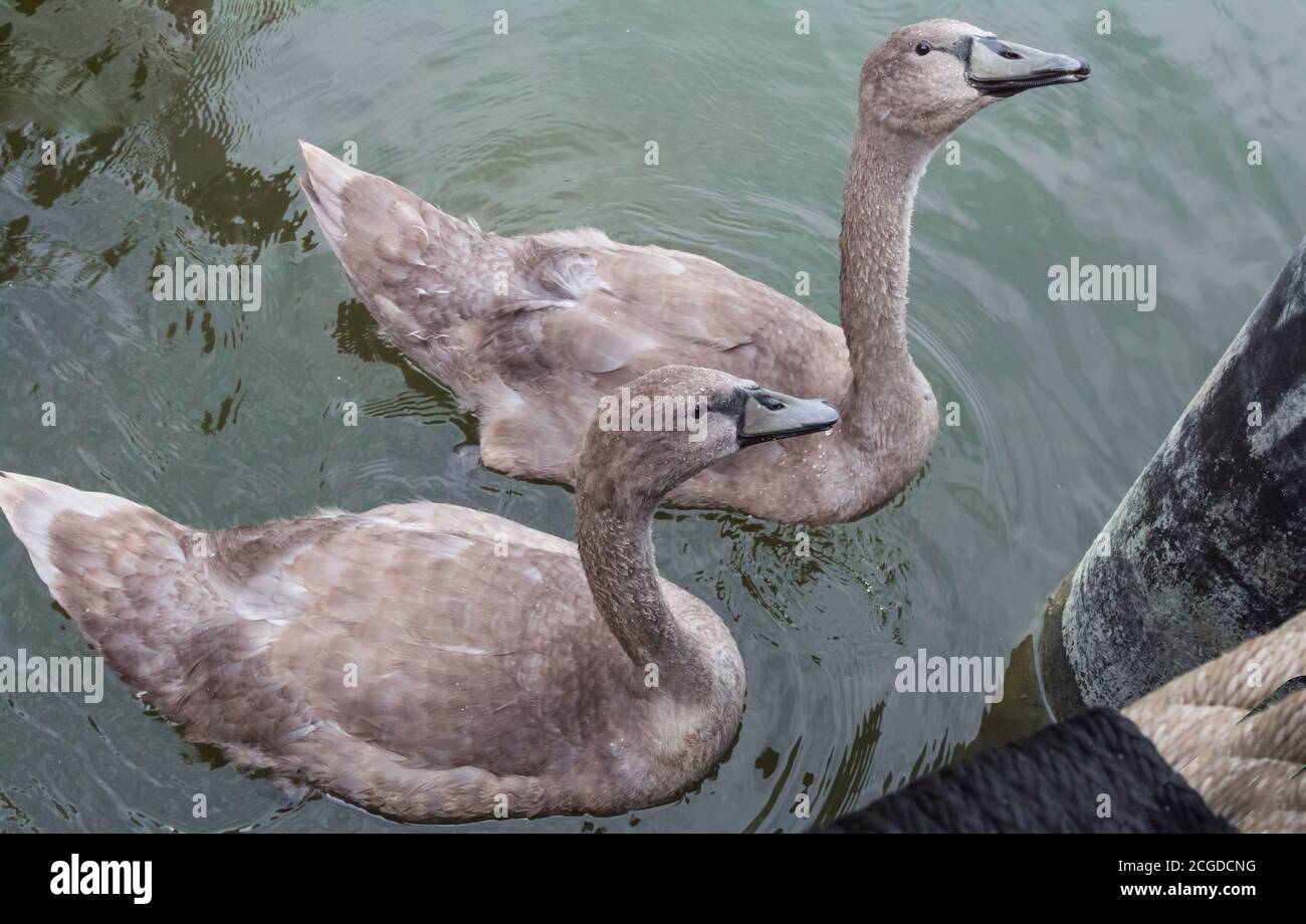 Deux jeunes cygnes sur une rivière qui suppliaient de la nourriture Banque D'Images