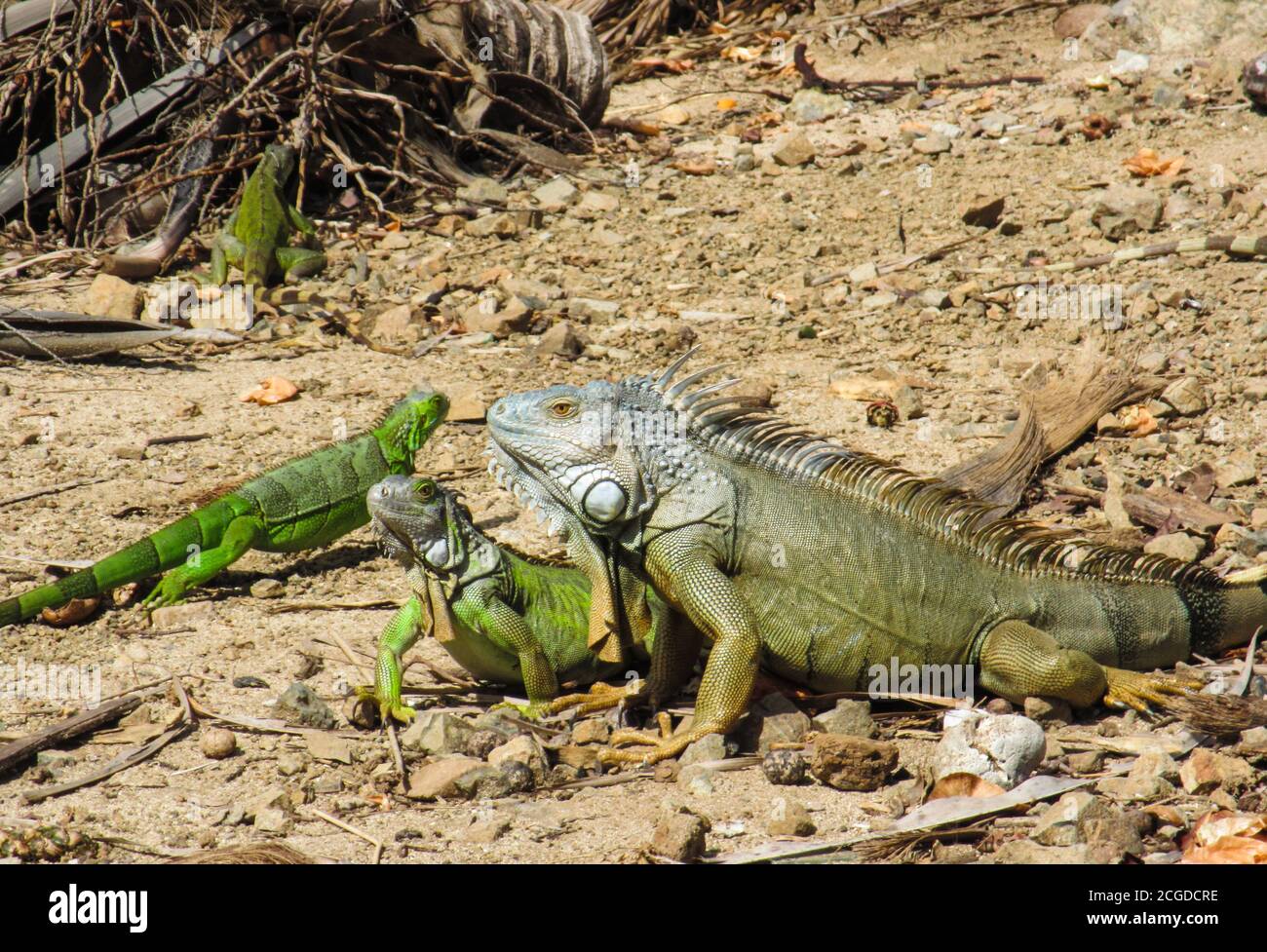 Rencontre d'iguanes verts sur un sol rocailleux et aride Banque D'Images