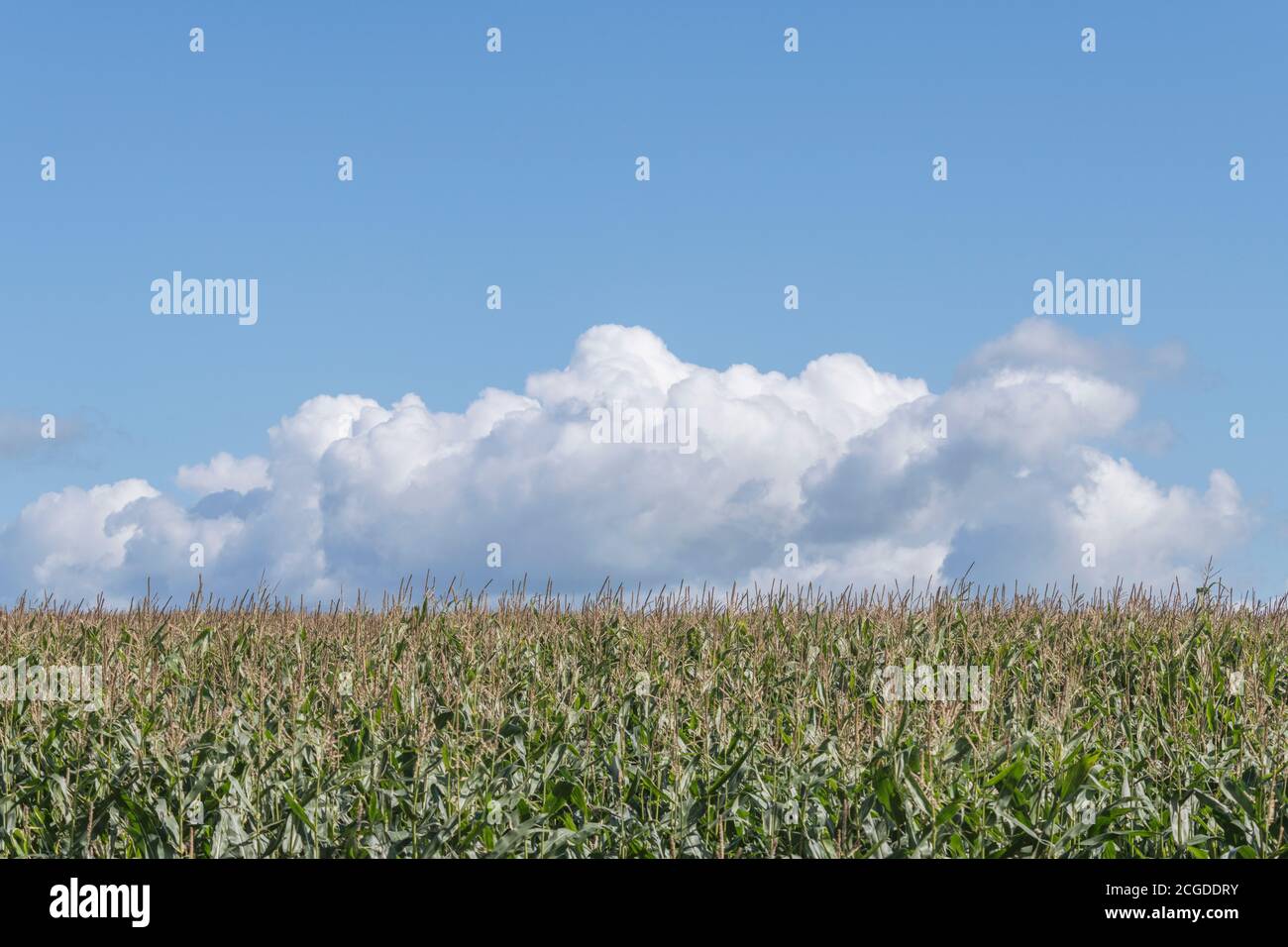 Maïs / maïs Sweetcorn / Zea mays culture dans le champ de Cornwall avec ciel bleu d'été. Culture du maïs sucré au Royaume-Uni (comme alimentation animale), champ de rêves. Banque D'Images