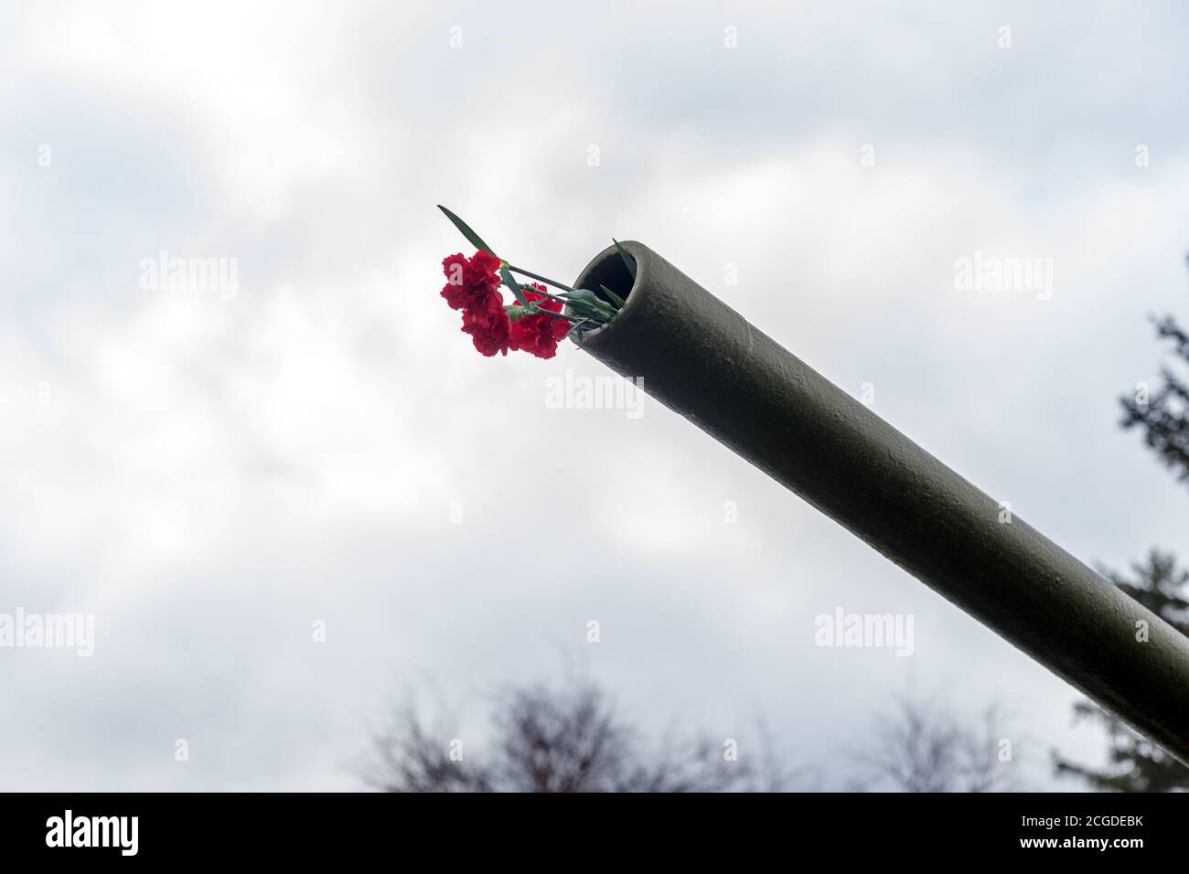 Les fleurs de la Carnation sont insérées dans le canon d'un canon d'artillerie comme symbole de paix, pendant la célébration de la Seconde Guerre mondiale du jour de la victoire. Russie. Banque D'Images