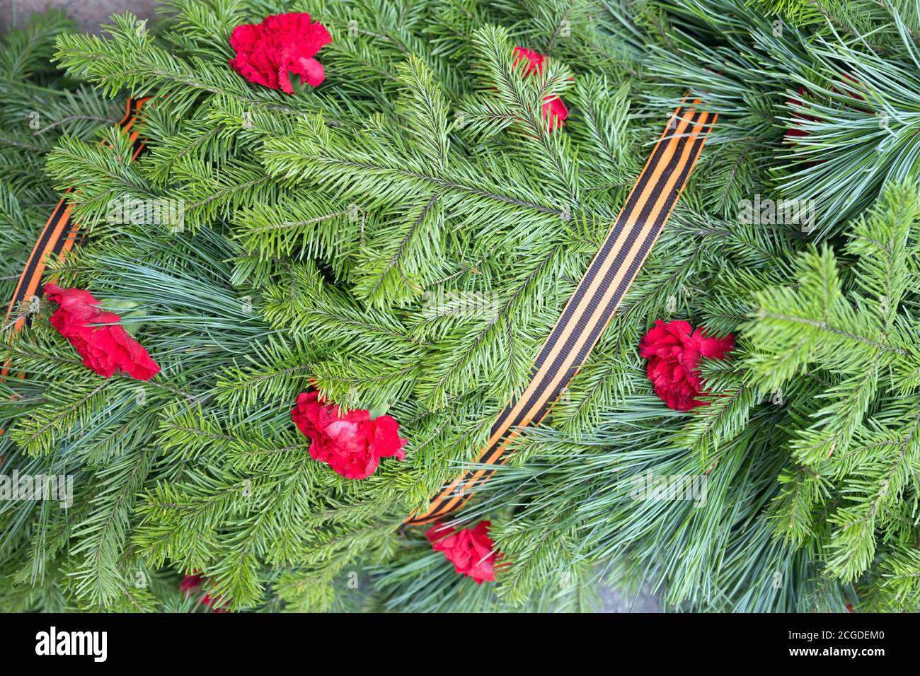 Arrière-plan des branches de conifères avec des fleurs d'œillets et le ruban de Saint-Georges pour le jour de la victoire pendant la Seconde Guerre mondiale. Banque D'Images