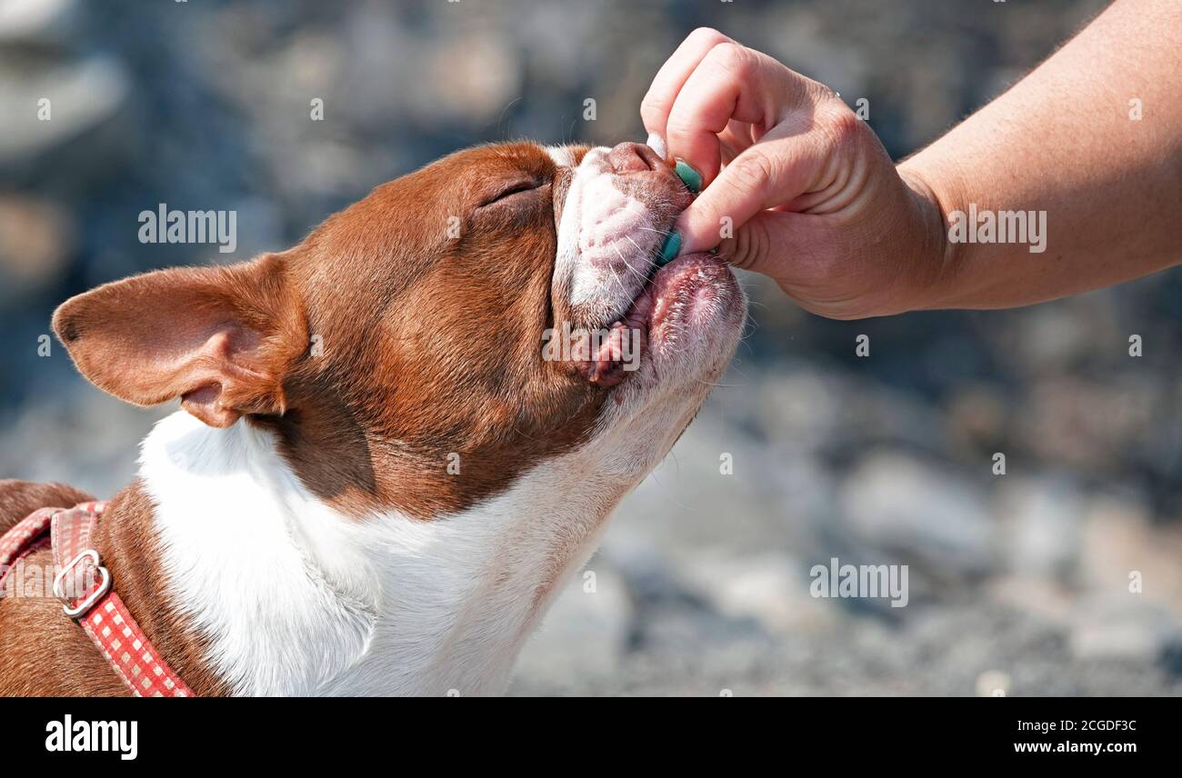 Un jeune chien de Boston Terrier accepte un régal de son maître lors d'une promenade d'entraînement en doggy dans le centre de l'Oregon. Banque D'Images