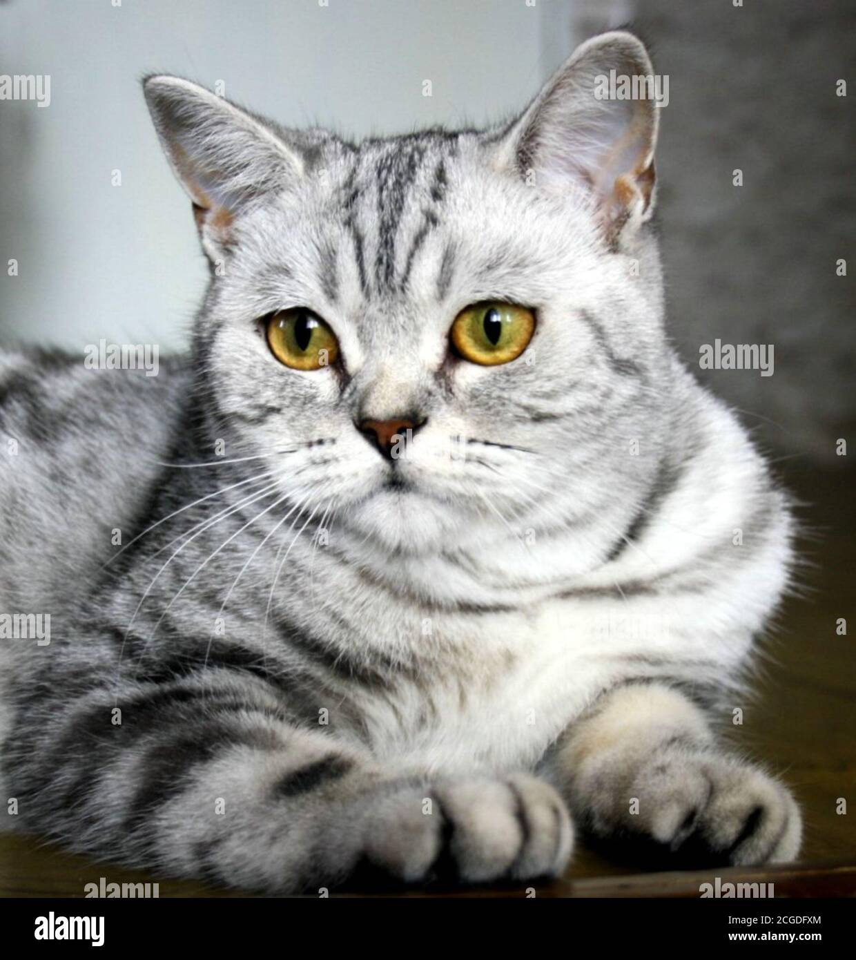 Portrait en gros plan d'un beau chat écossais d'argent droit Banque D'Images