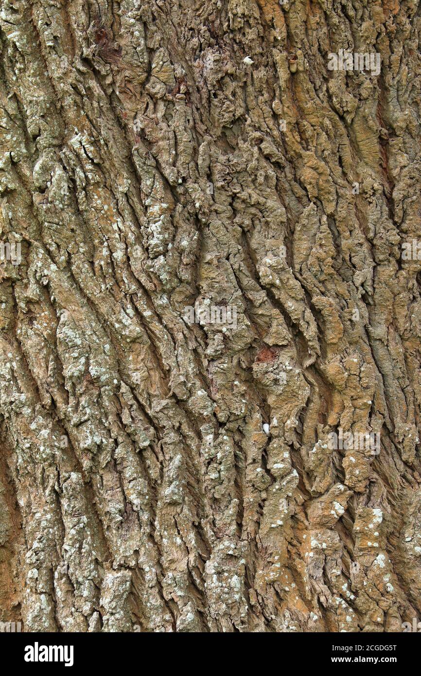 Texture de l'écorce de l'arbre pour le fond. Banque D'Images