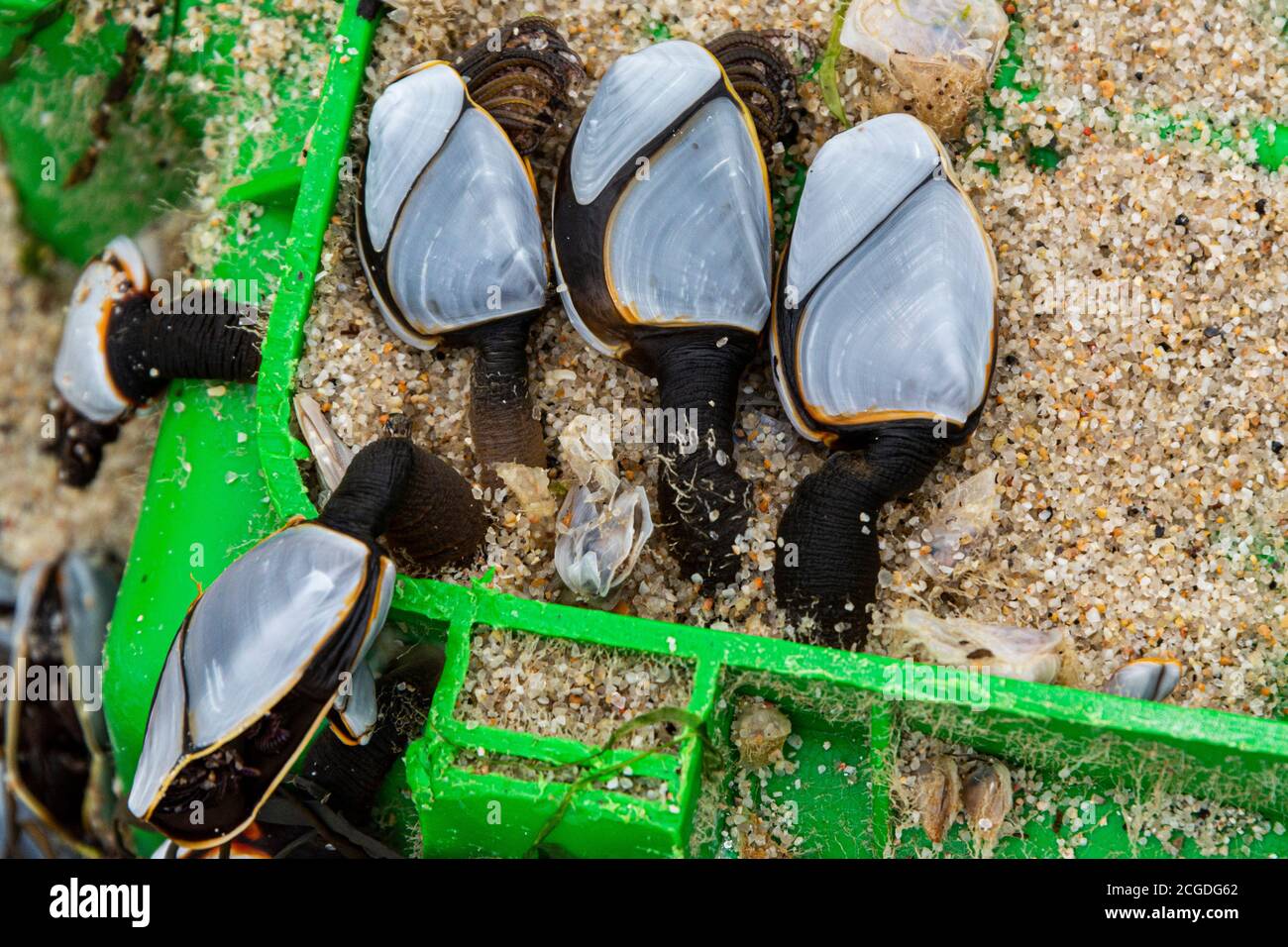 Pelagic gooseneck barnacles Banque de photographies et d’images à haute ...