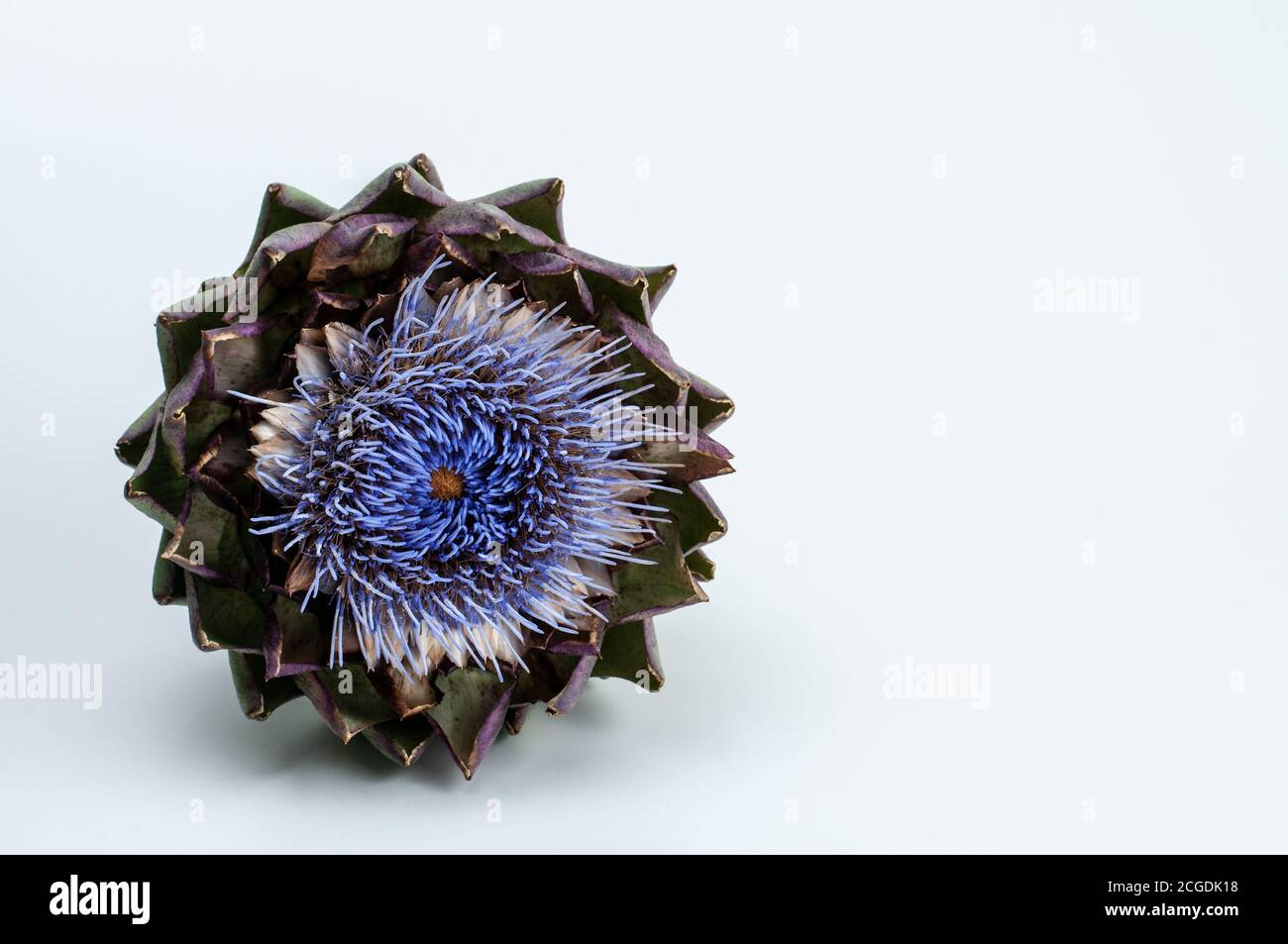 l'inflorescence décorative d'un artichaut aux pétales de couleur lilas Banque D'Images