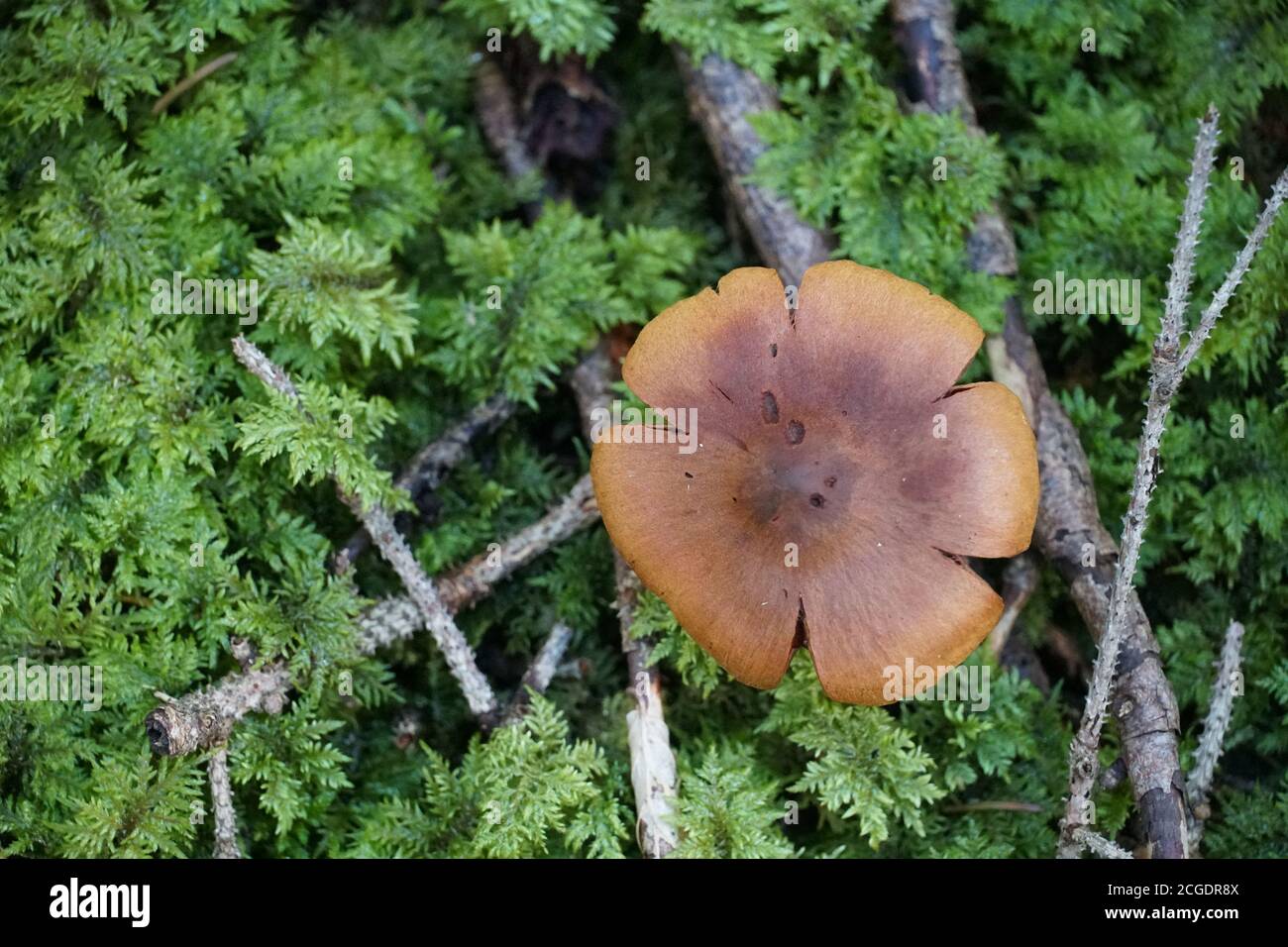 Un seul champignon sur le sol vert de la forêt avec une photo d'espace de copie négative. Prise de vue en grand angle. Banque D'Images