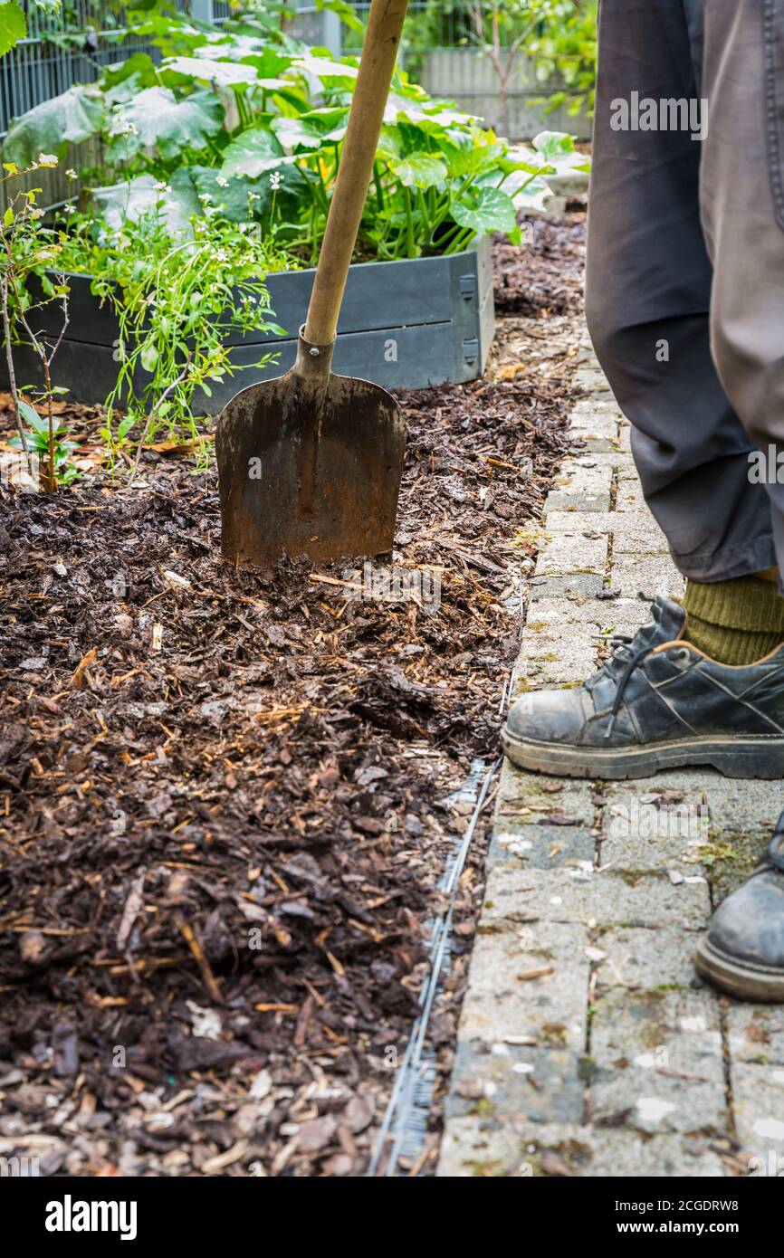 Paillage du sol avec du paillis d'écorce. Concept de jardinage - protection contre les mauvaises herbes. Banque D'Images