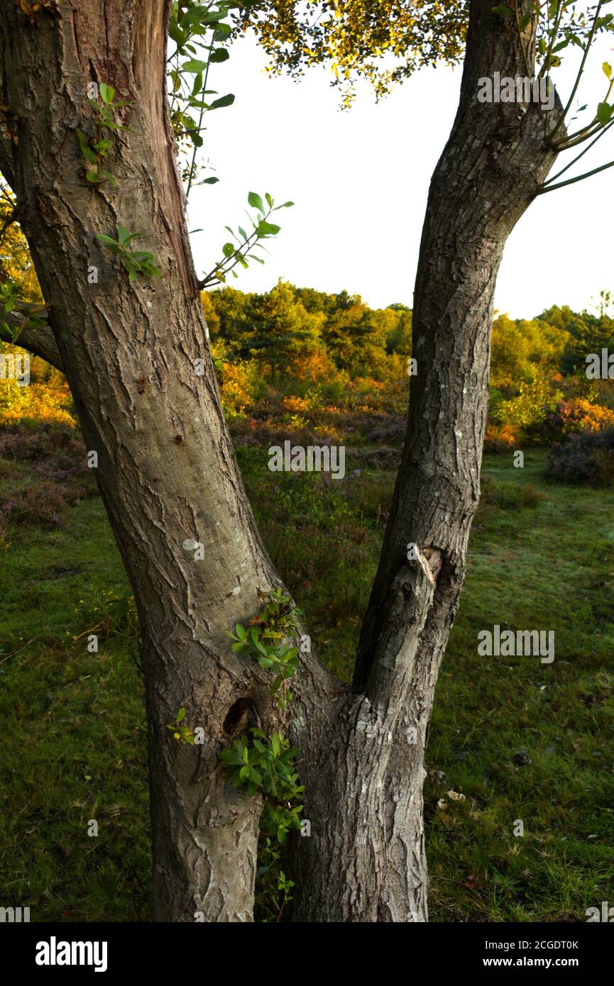 fourche d'arbre clooney Banque D'Images fourche d'arbre clooney Banque D'Images