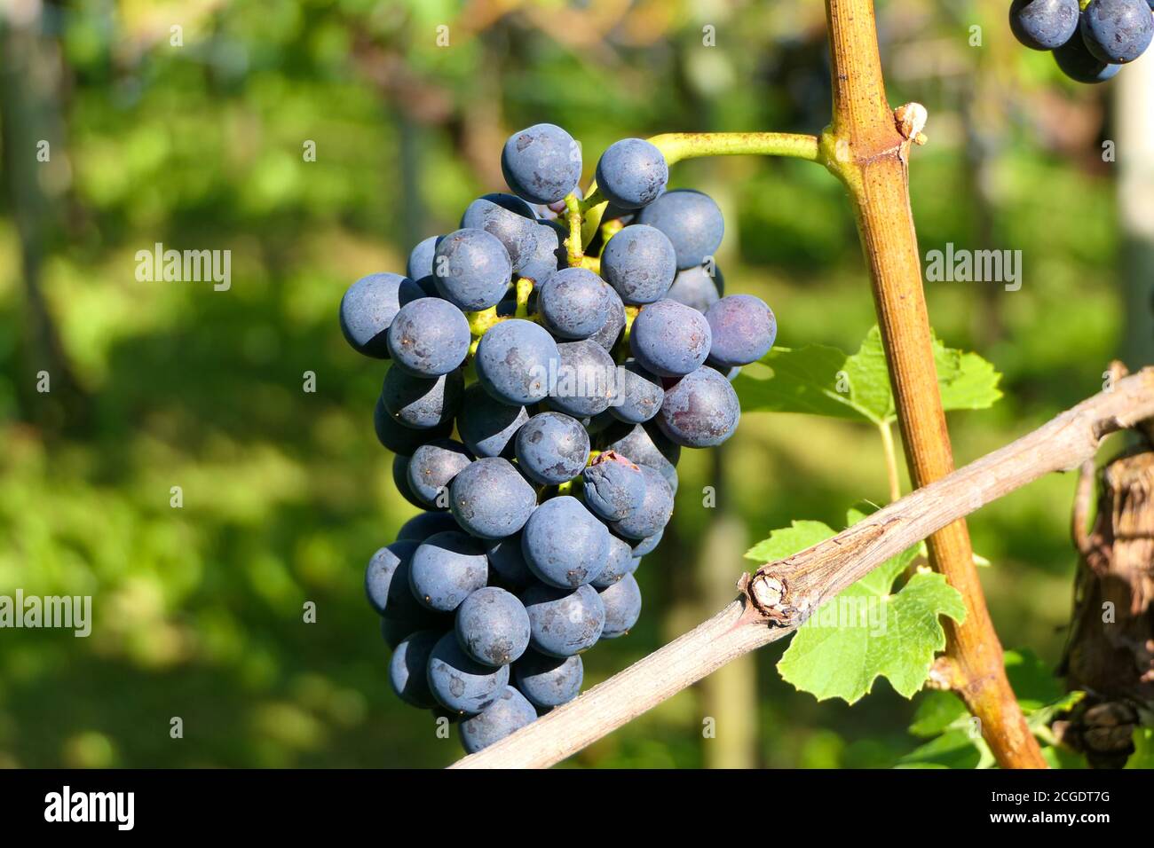 Raisins rouges avec tige sur la vigne peu de temps avant la récolte Banque D'Images