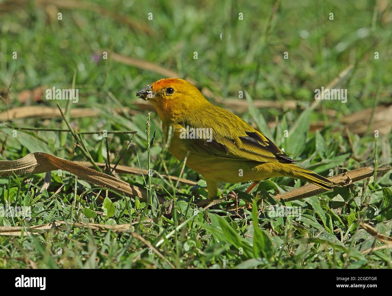 Safran Finch (Sicalis flaveola brasiliensis) adulte mâle se nourrissant au sol REGUA, Forêt pluviale de l'Atlantique, Brésil Juillet Banque D'Images