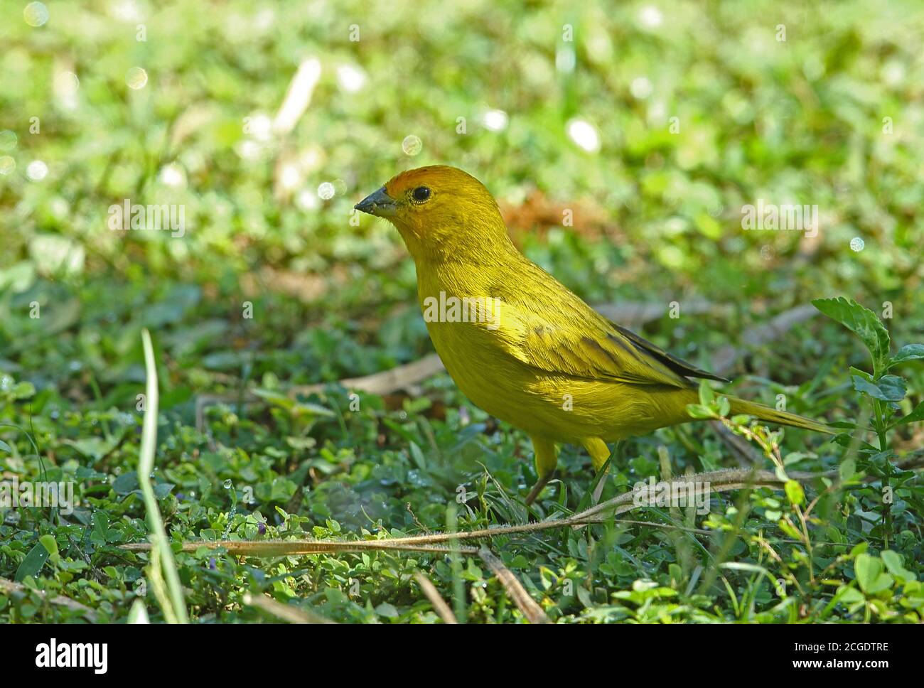 Safran Finch (Sicalis flaveola brasiliensis) adulte mâle se nourrissant au sol REGUA, Forêt pluviale de l'Atlantique, Brésil Juillet Banque D'Images