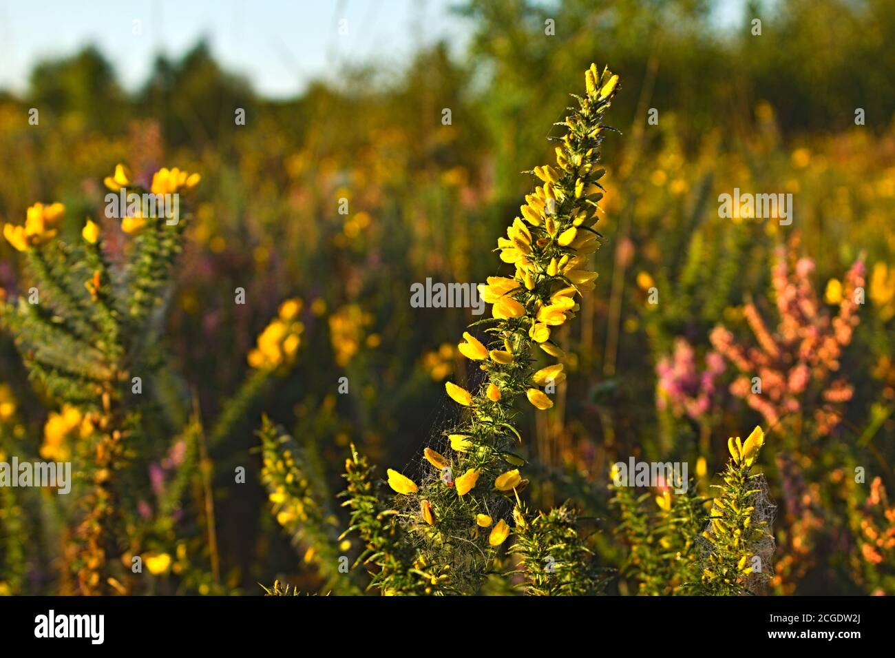 Fabaceae Ulex Gorse fleur jaune Banque D'Images