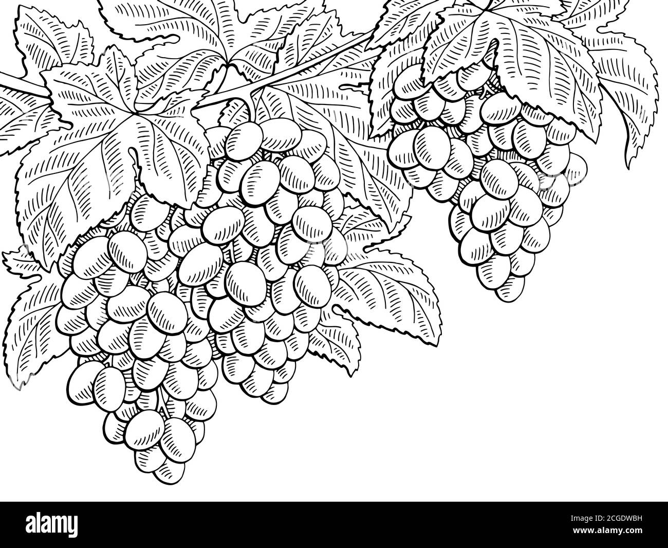 Raisins fruit branche graphique noir blanc esquisse illustration vecteur Illustration de Vecteur