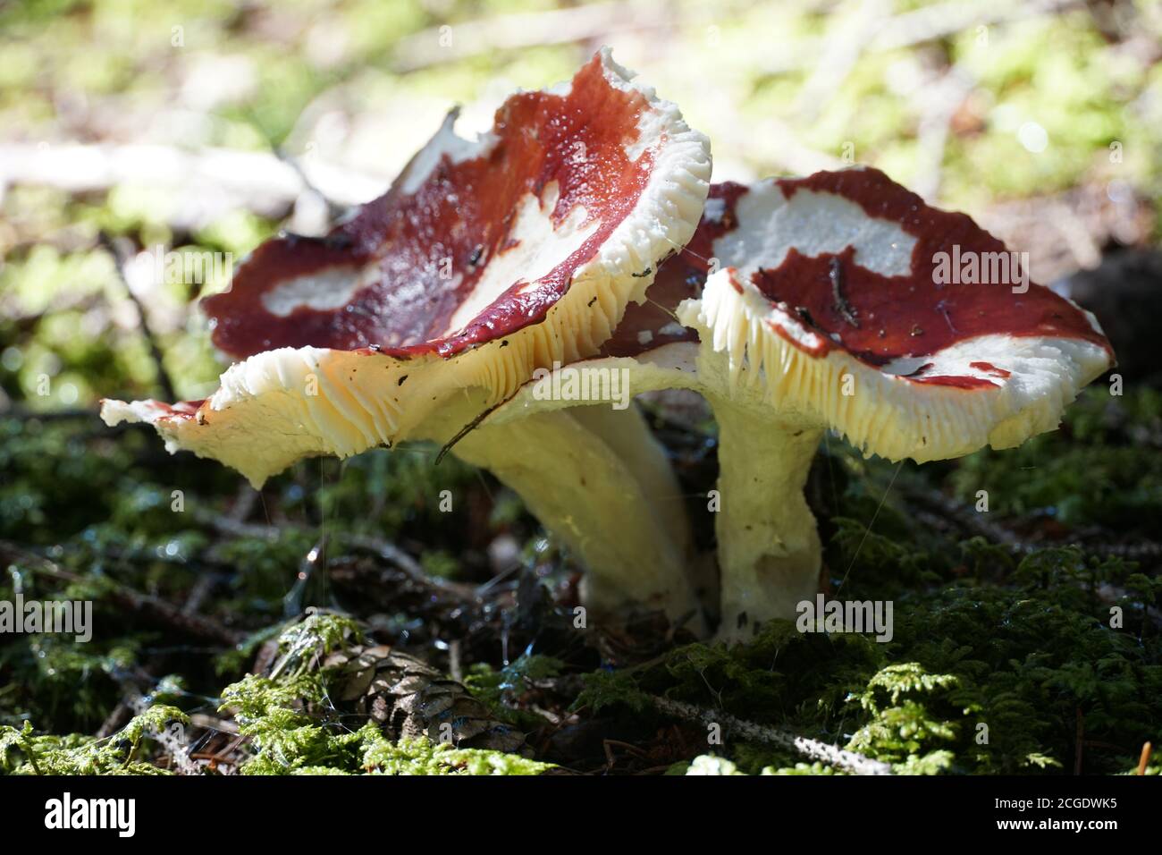 Champignons sur le sol vert de la forêt avec une photo d'espace négative. Banque D'Images