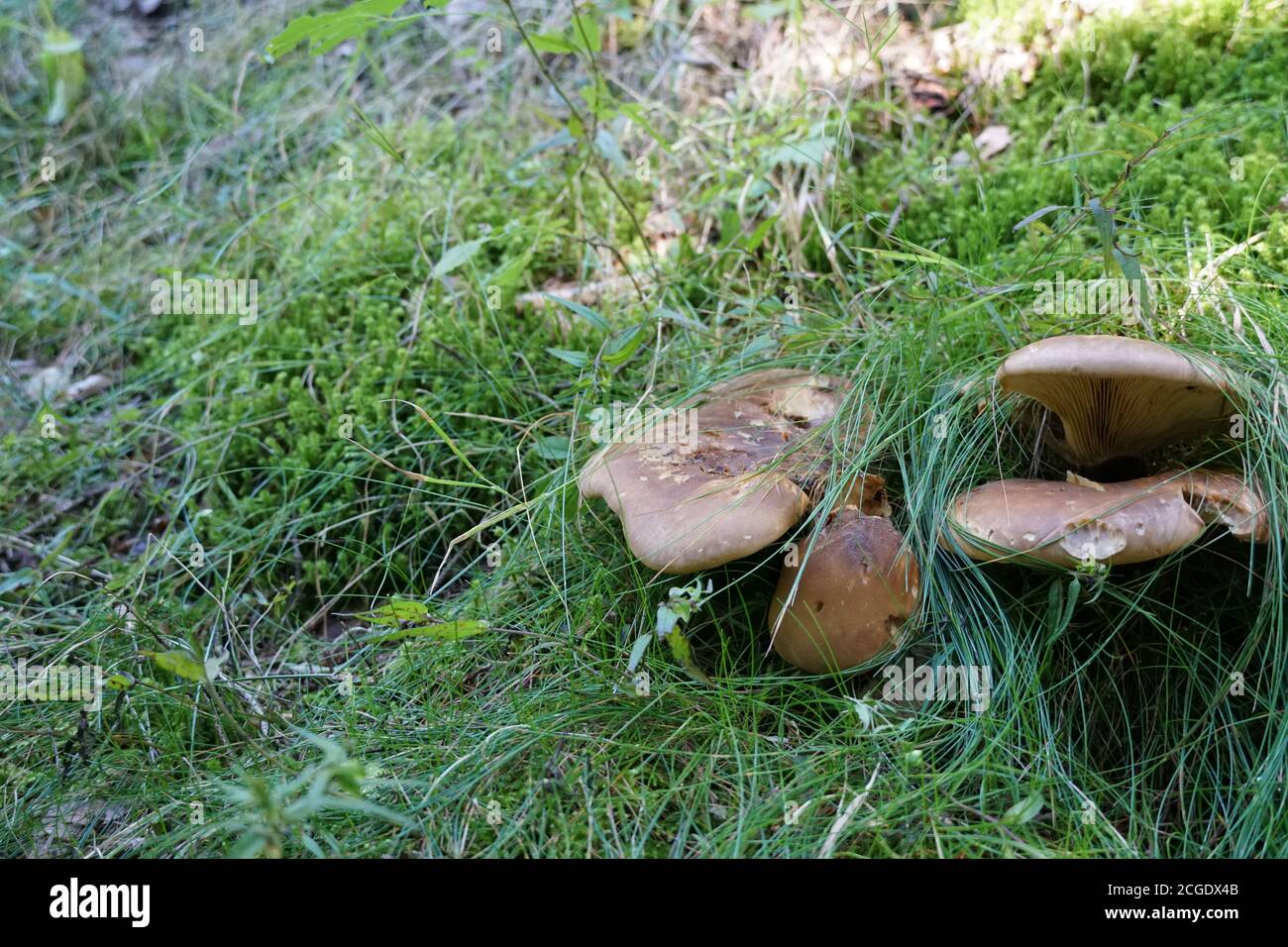 Champignons sur le sol vert de la forêt avec une photo d'espace négative. Banque D'Images