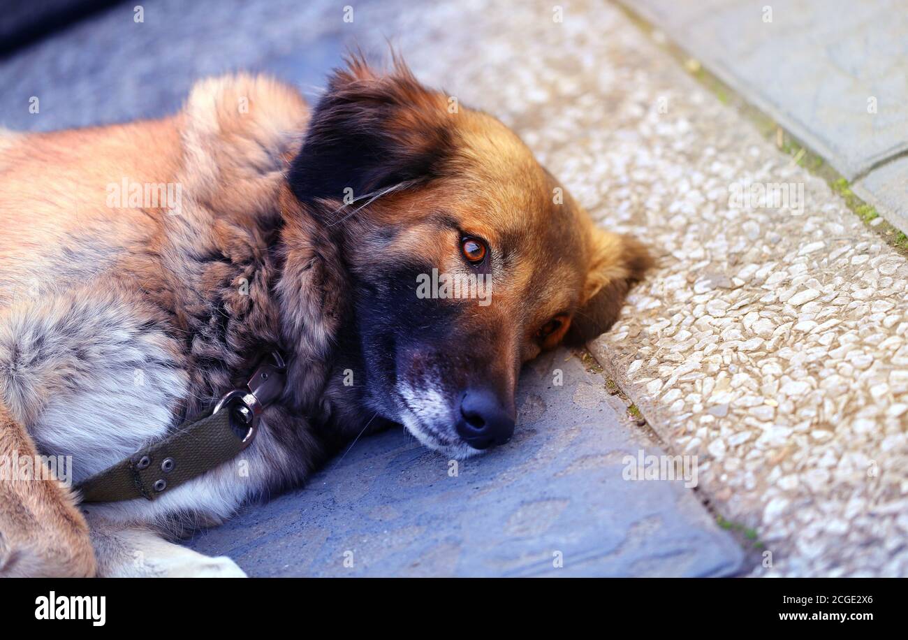Photo d'un beau chien errant dans la rue. Banque D'Images
