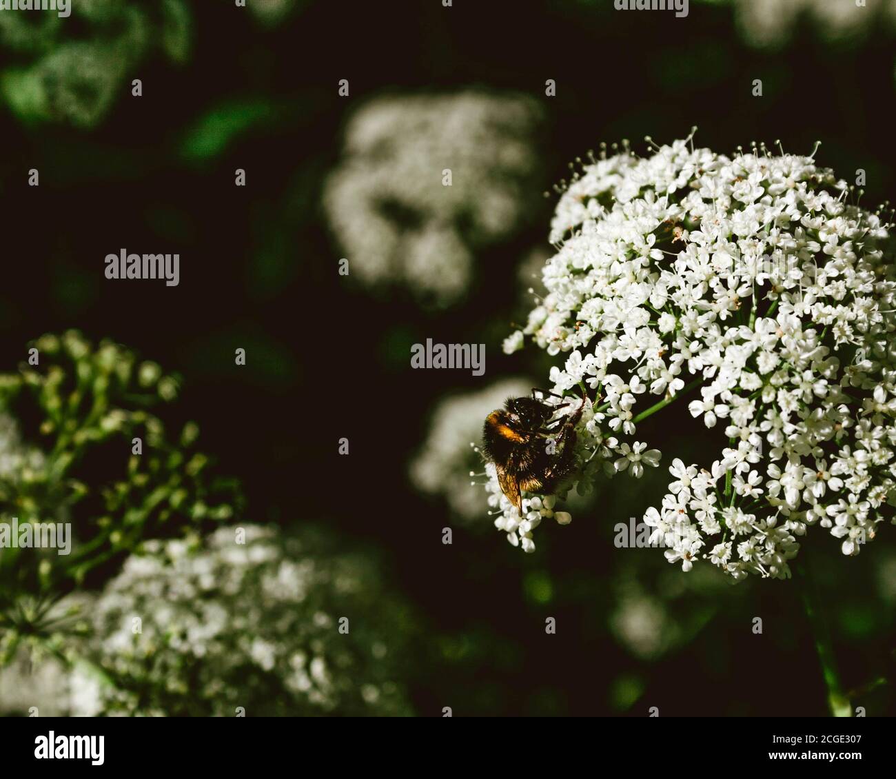 Bumble-Bee sur une fleur blanche de persil de vache sur fond de bokeh foncé. Banque D'Images