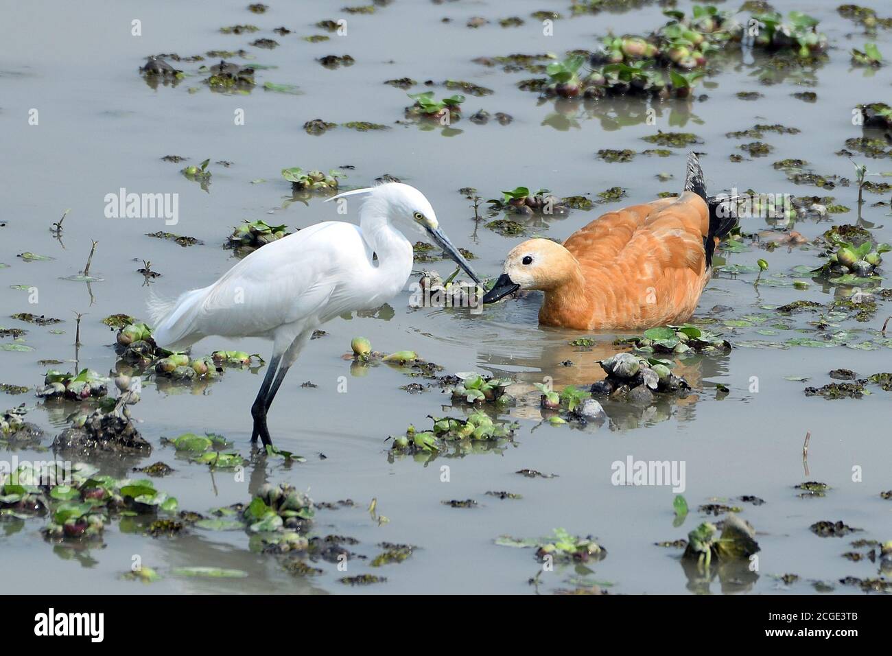 Little Egret et Ruddy Shelduck se nourrissent dans les terres humides Banque D'Images