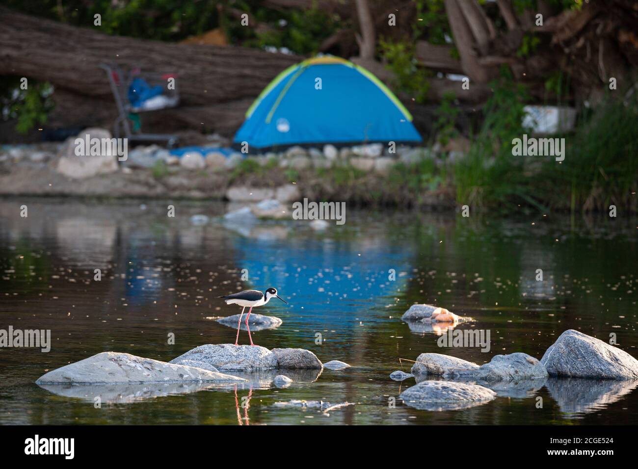 Camp de moucherons à col noir et de sans-abri le long de la rivière Los Angeles, Glendale Narrows, Los Angeles, Californie, États-Unis Banque D'Images