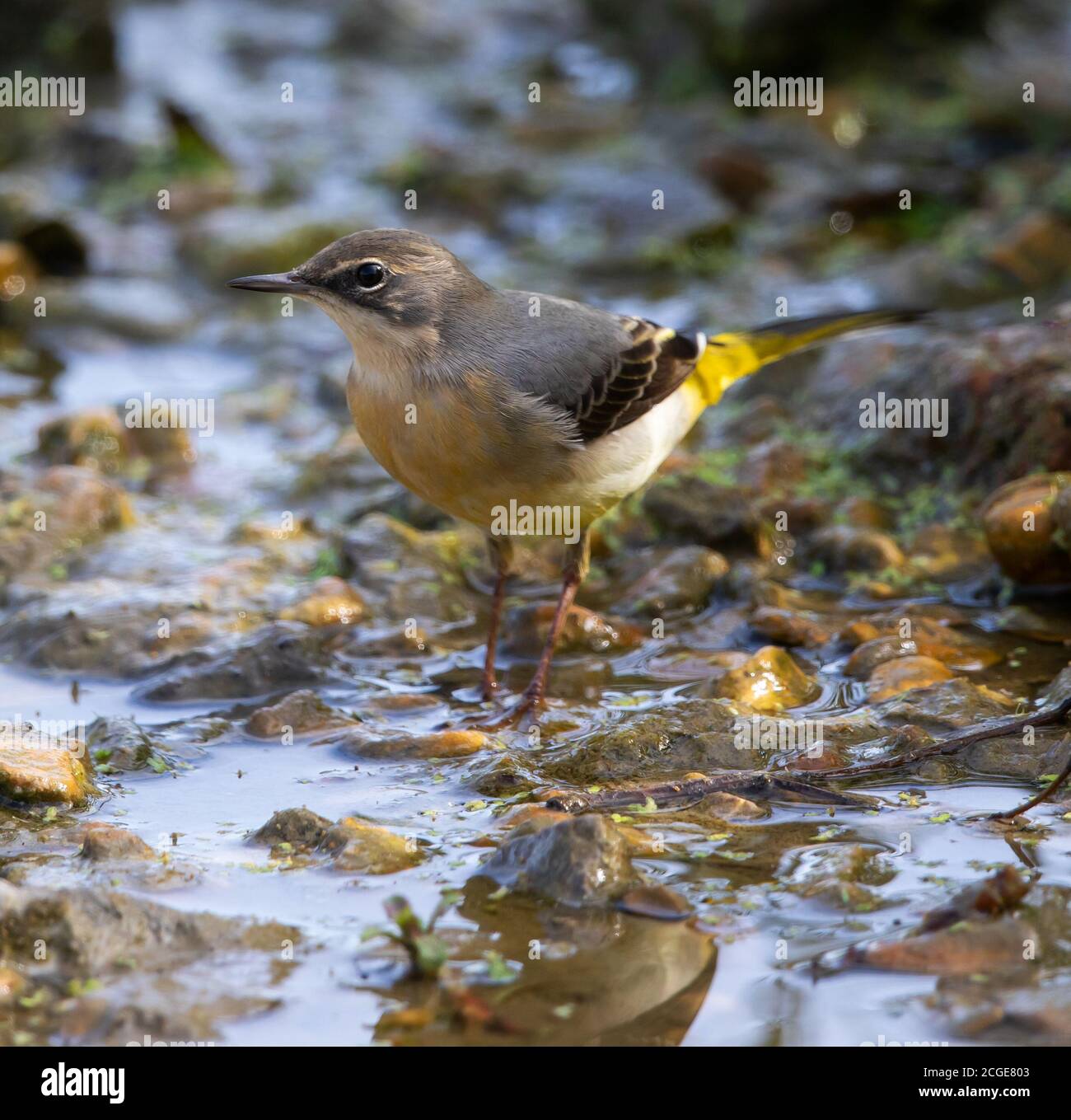 Jeune Wagtail gris dans un petit ruisseau Banque D'Images