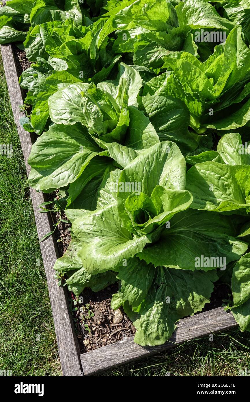 Salade pain de sucre Cichorium intybus 'Pan di Zucchero' plante poussant dans les légumes en lit surélevé légumes de jardin Banque D'Images