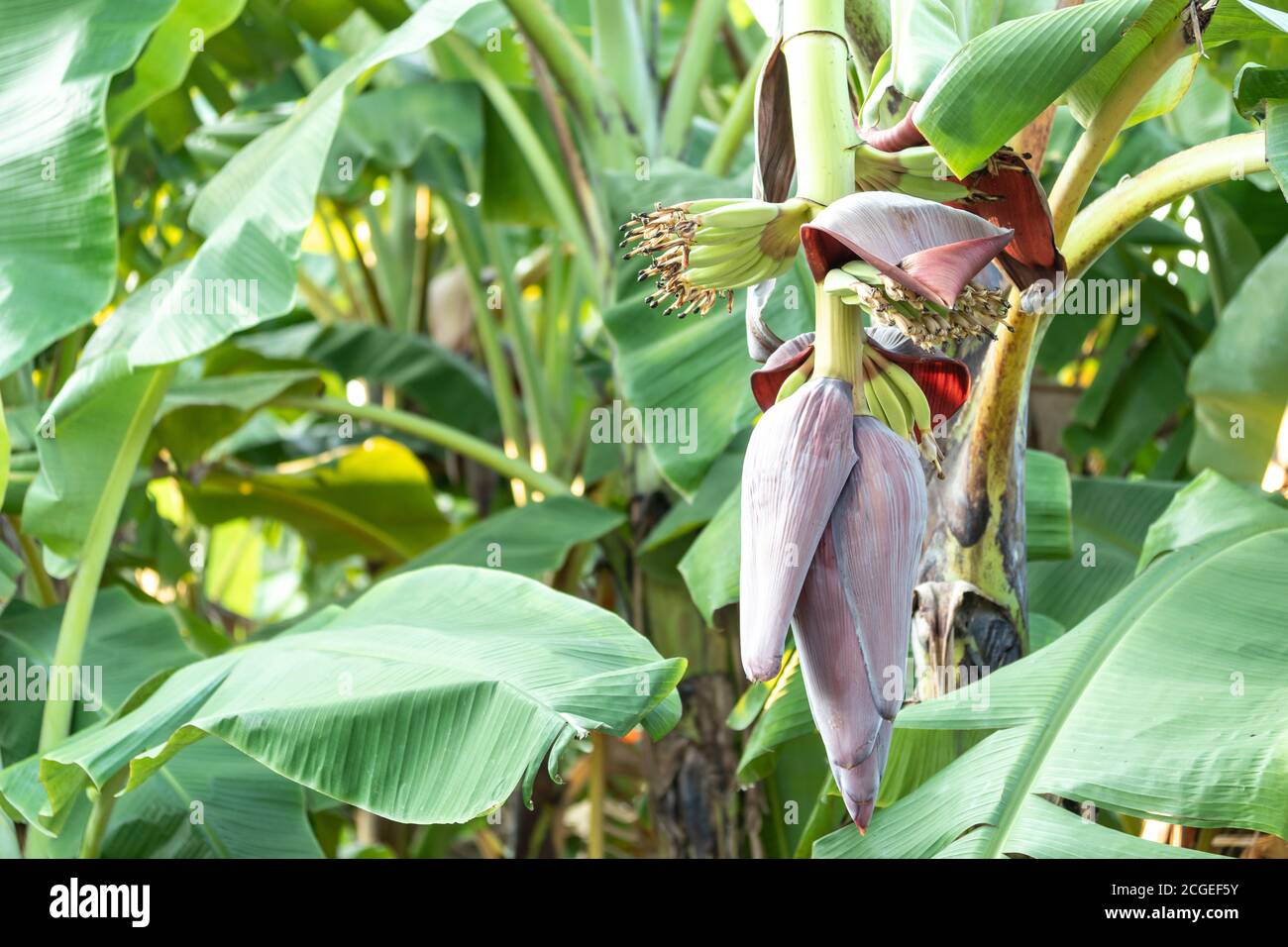 Gros plan de la fleur de banane, fleur de banane accrochée sur un bananière avec un bouquet de bananiers crus en arrière-plan. Banque D'Images
