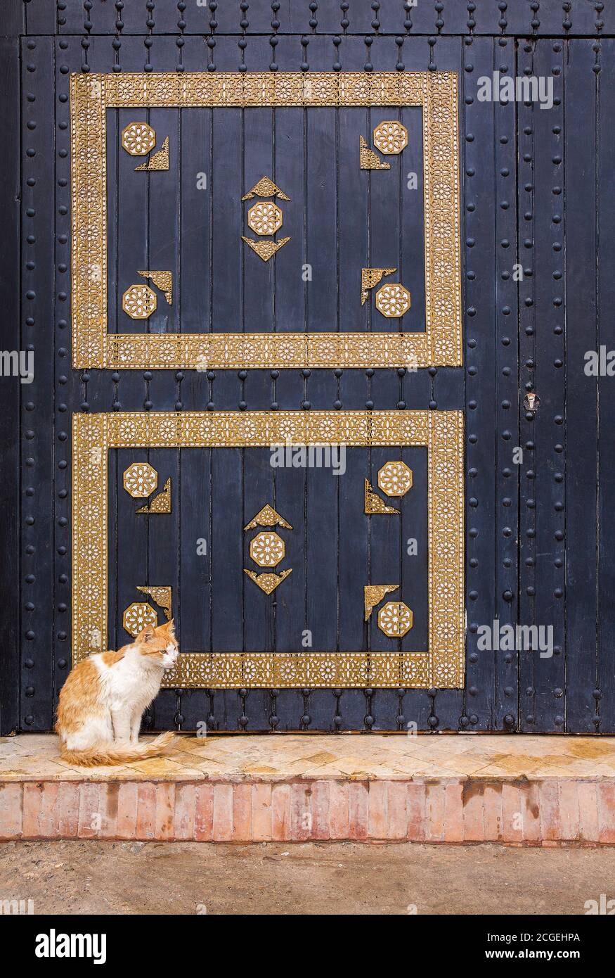 Un chat orange et blanc se trouve devant un mur détaillé à motifs à Essoiura, au Maroc Banque D'Images