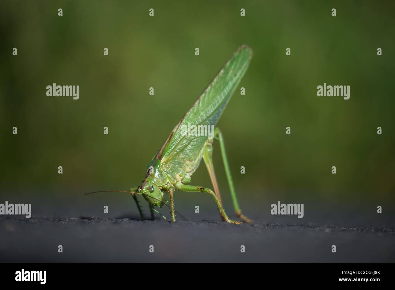 Le grand buisson-cricket vert féminin (Tetigonia viridissima) avec le membre postérieur gauche perdu utilise son ovipositor, l'organe pondant les œufs, pour garder sa balle. Banque D'Images